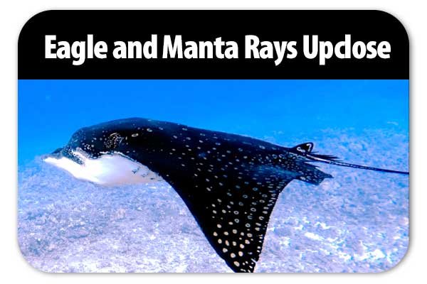 eagle-and-manta-rays-upclose